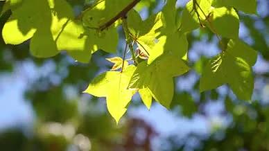4k唯美初夏阳光照射树叶植物意境空镜头视频的预览图